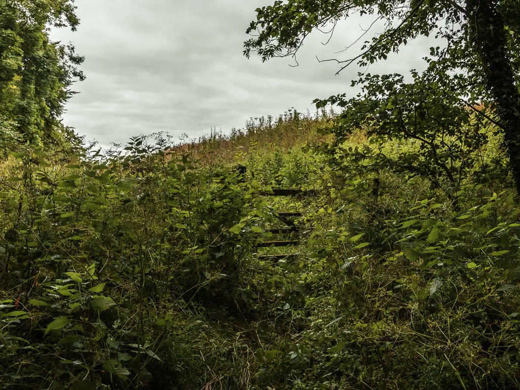 A wooden gate almost hidden by a mass of tall nettles.