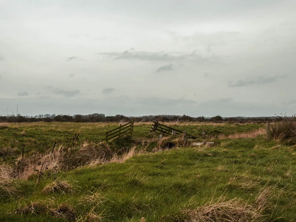 Two short fences on the overgrown green grass in the Pegwell Bay Nature Reserve. 