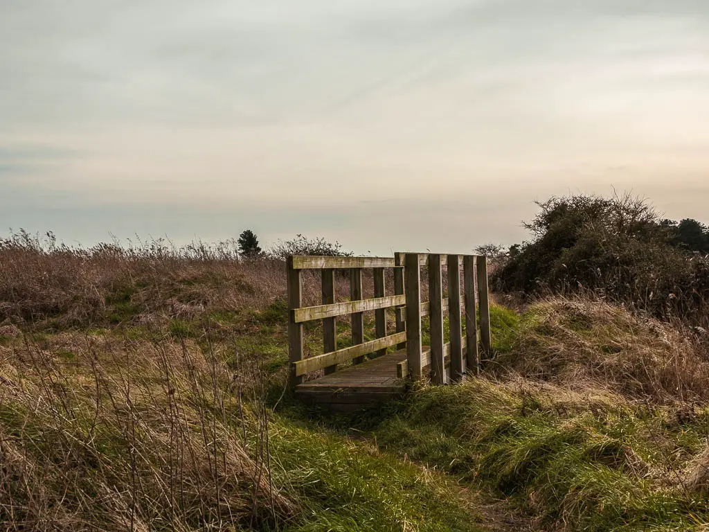 A wooden bridge surrounded by overgrown grass on the walk from Deal to Sandwich. 