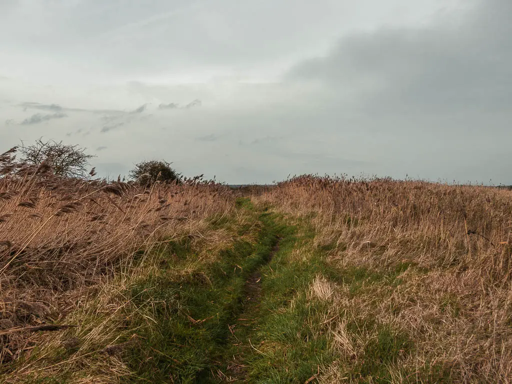 A narrow dirt trail through the grass on the walk next to the Sandwich and Pegwell Bay Nature Reserve.