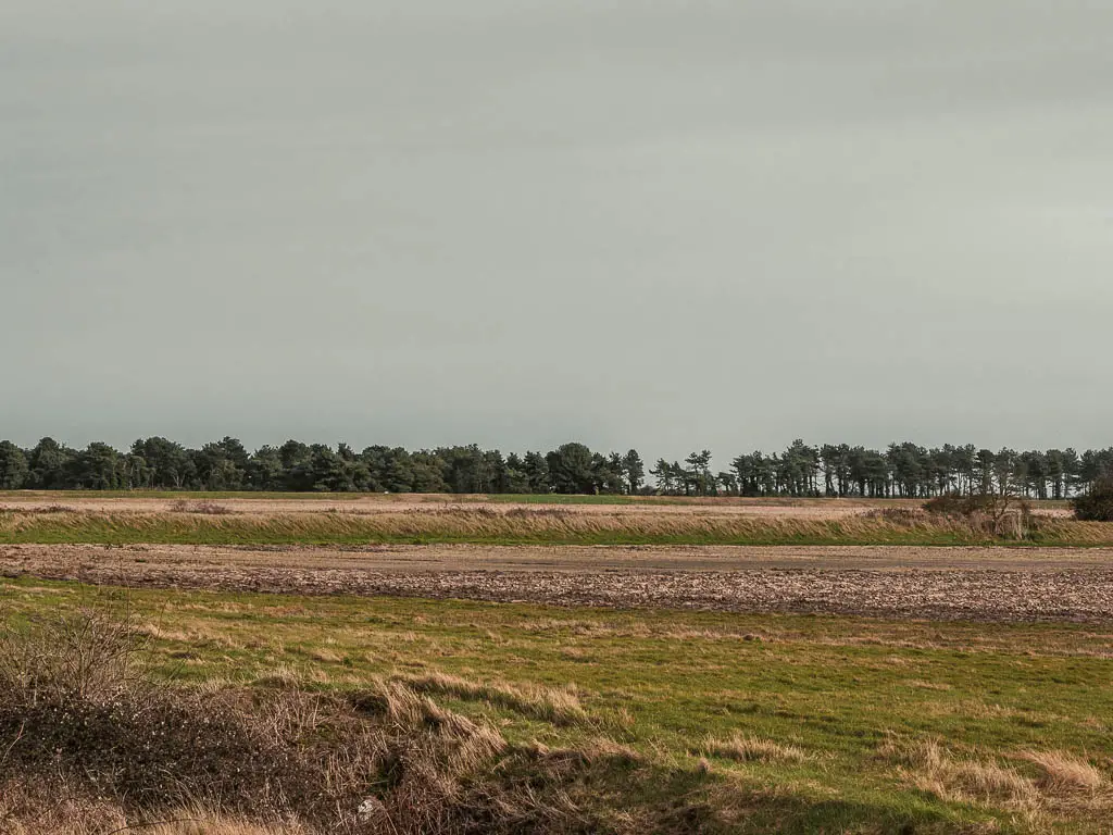 Overgrown grass field and a line of trees in the distance.