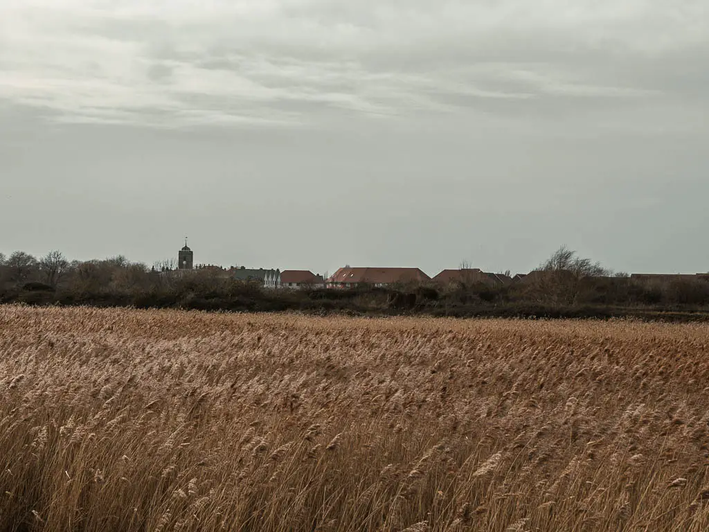 Looking across the hay field with some rooftops of Sandwich on the other side at the and of the walk from Deal.