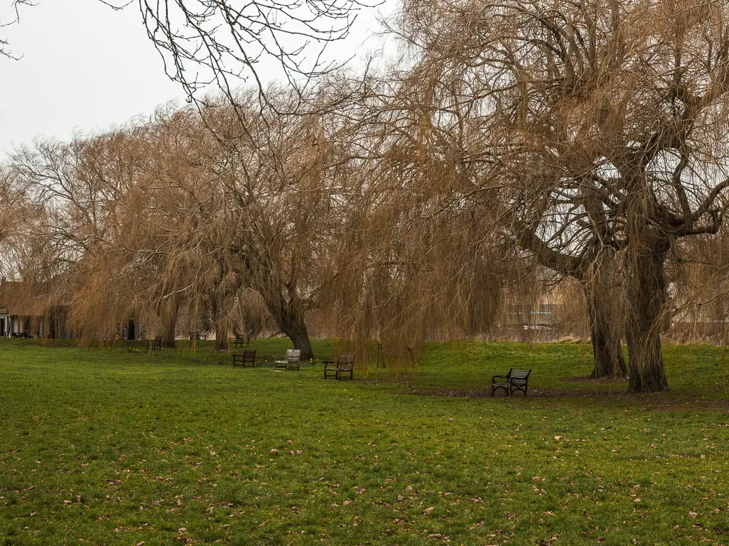 A few lonely benches on the green at the end of the walk from Deal to Sandwich. There a re some big trees with their branches overhanging the benches.