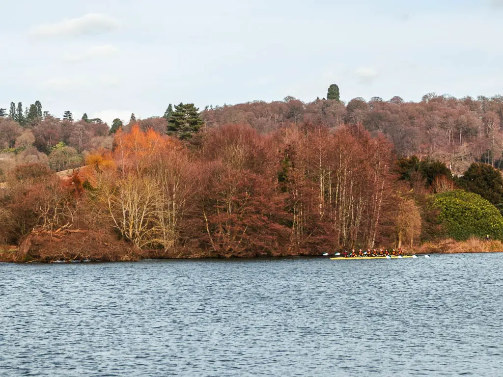 Red, orange and green coloured woodland on the other side of the river on the Thames Path walk from Henley to Marlow. The are rowers on the river. 