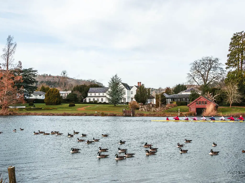 The River Thames with lots of ducks floating and rowers rowing, on the walk from Henley to Marlow. There are a few neat trees on the other side with a big white house.