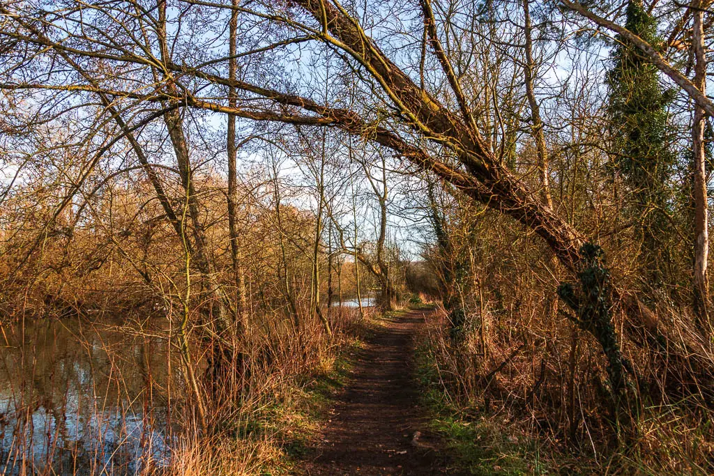 A dirt trail with the river to the left and woodland trees overhanging from the right.