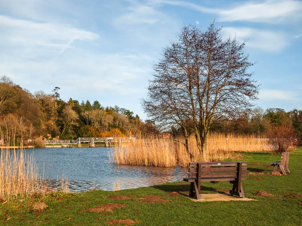 Two wooden benched on the grass, facing the River Thames on the walk from Henley to Marlow. 