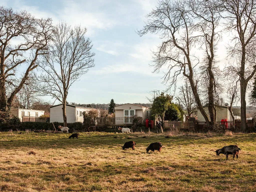 A few goats grazing in a field in front of the holiday park.