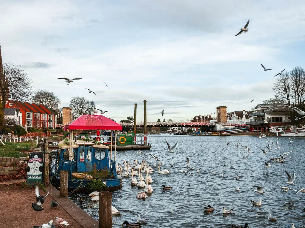 Lots of seagulls flying around over the path and the River Thames in Marlow, at the end of the walk from Henley.