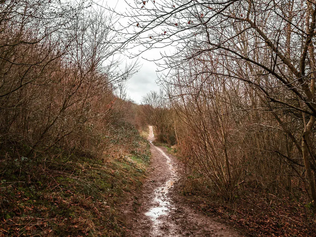 A narrow muddy, dirt trail surrounded by leafless bushes and trees on the walk towards Coombe Hill from Wendover.