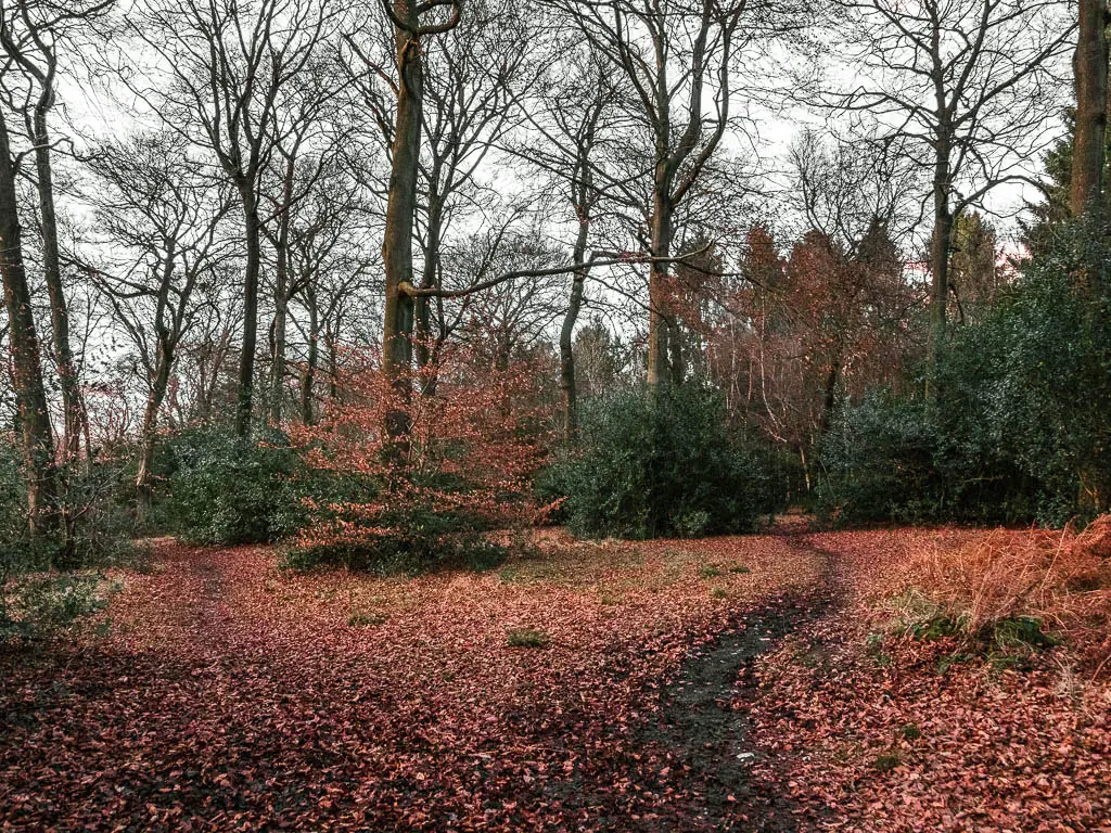 A narrow dirt trail snaking to the right, surrounded by fallen orange and ref leaves. There a a few bushes and trees ahead.