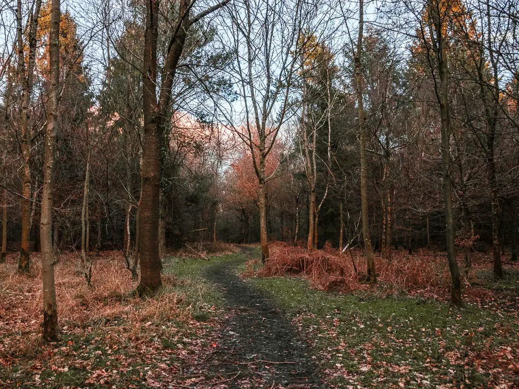 Woodland with a dirt trail running through it, and grass on the sides. 