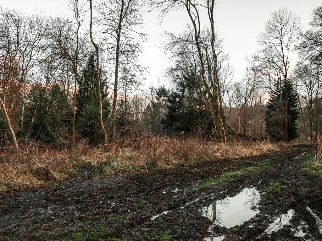 A very muddy, wide path with puddles. 