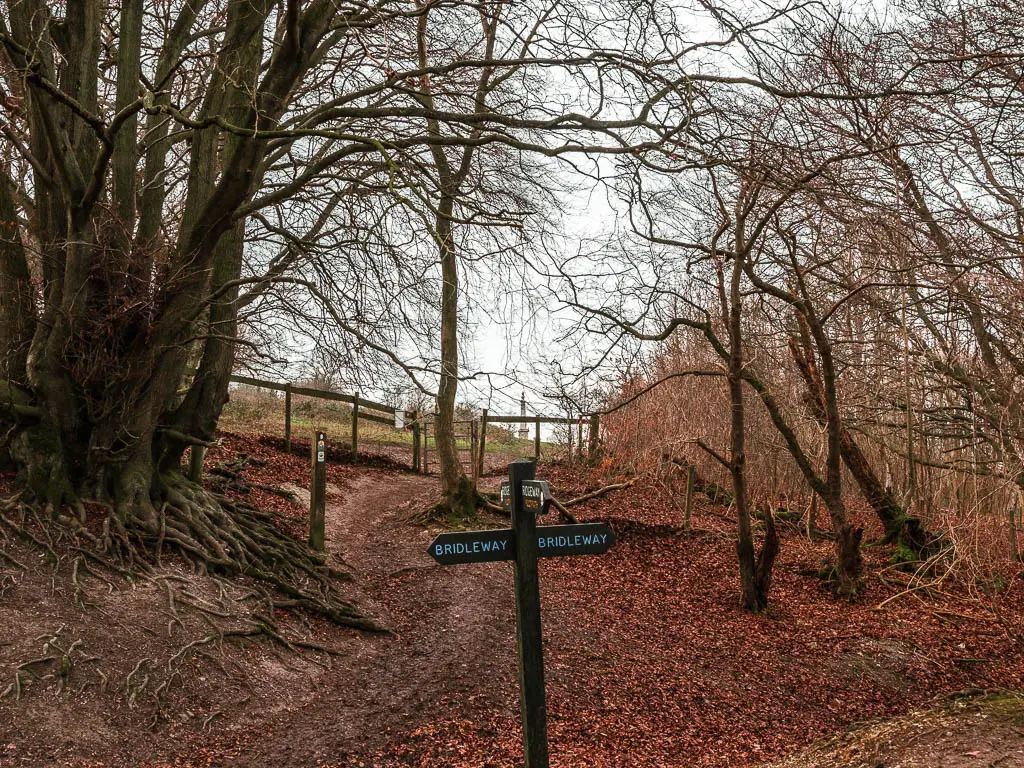 A wooden signpost in the ditch, with a view through the trees to Coombe Hill on the circular walk from Wendover.