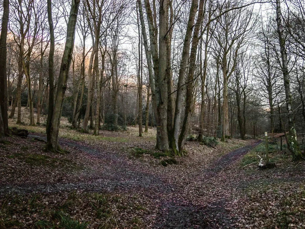 A trail junction with 4 turnings in the woodland. 