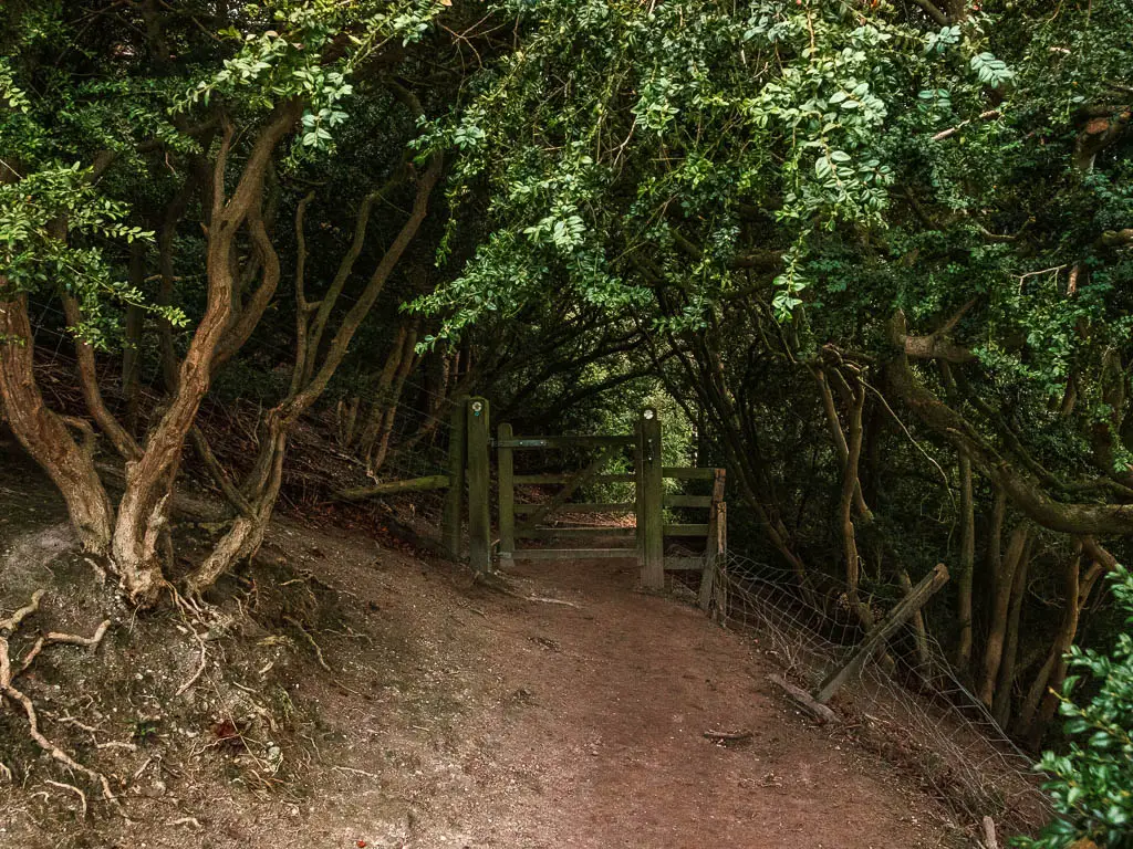 A dirt path leading to a wooden gate within the woodland.