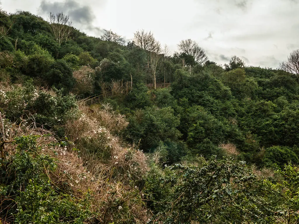 A dense mass of trees on the side of a hill. There is a wooden stairway just visible poking out through the trees. 