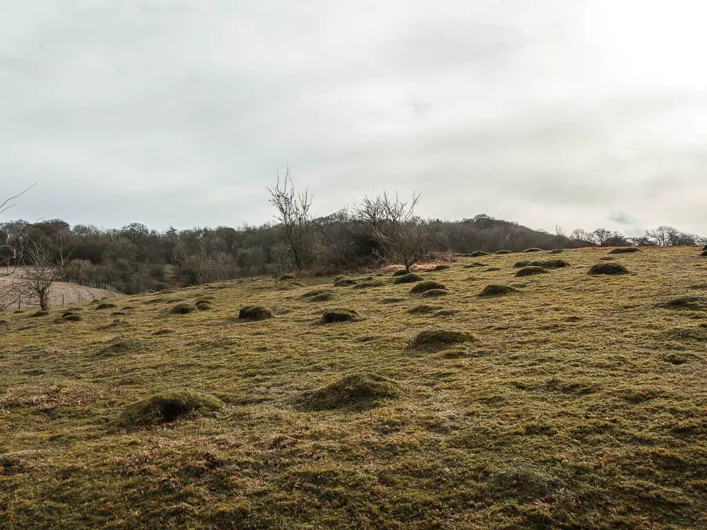 A grass hill with bumps