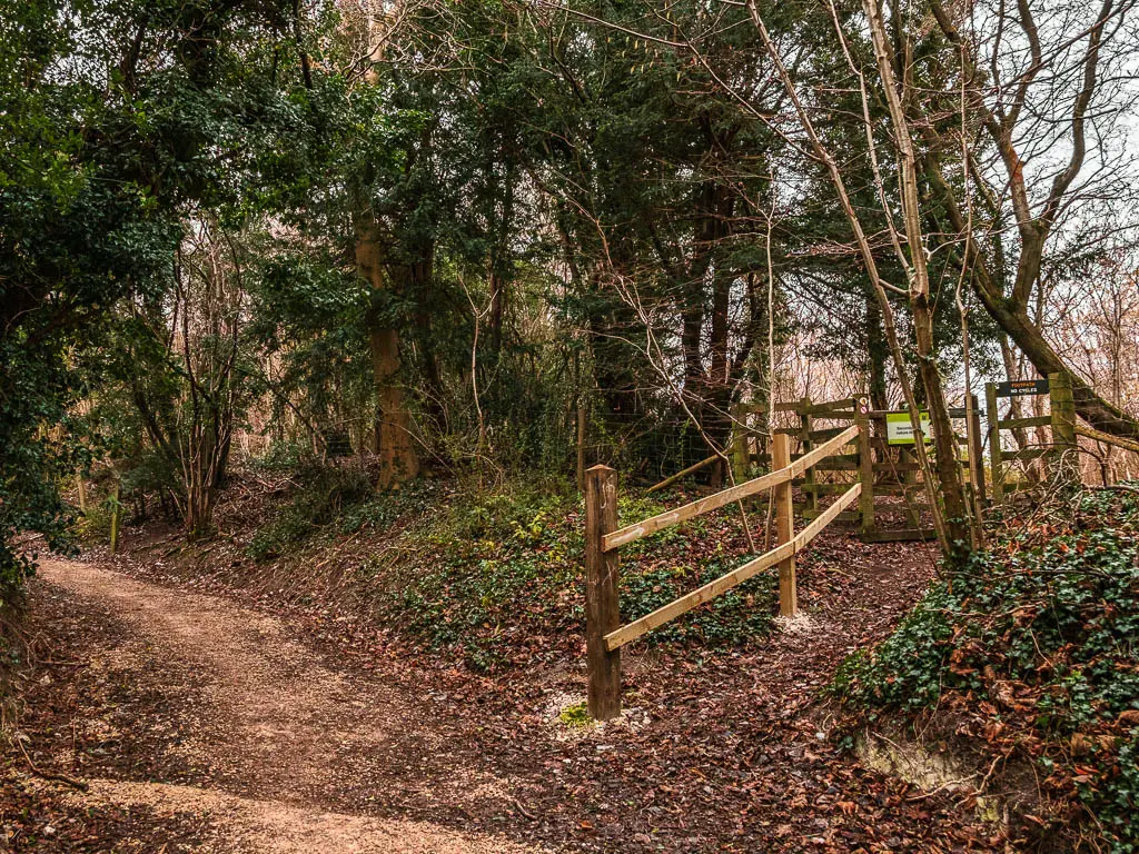 A dirt trail leading uphill through the trees, with a wooden fence and gate to the right on the walk up to Coombe Hill from Wendover.