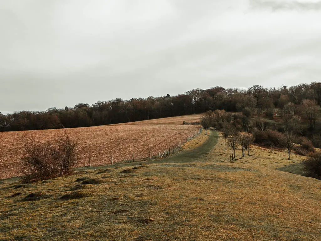 Two fields separated by a fence and lined with trees on the other side. There is a green grass trail running through one of the fields.