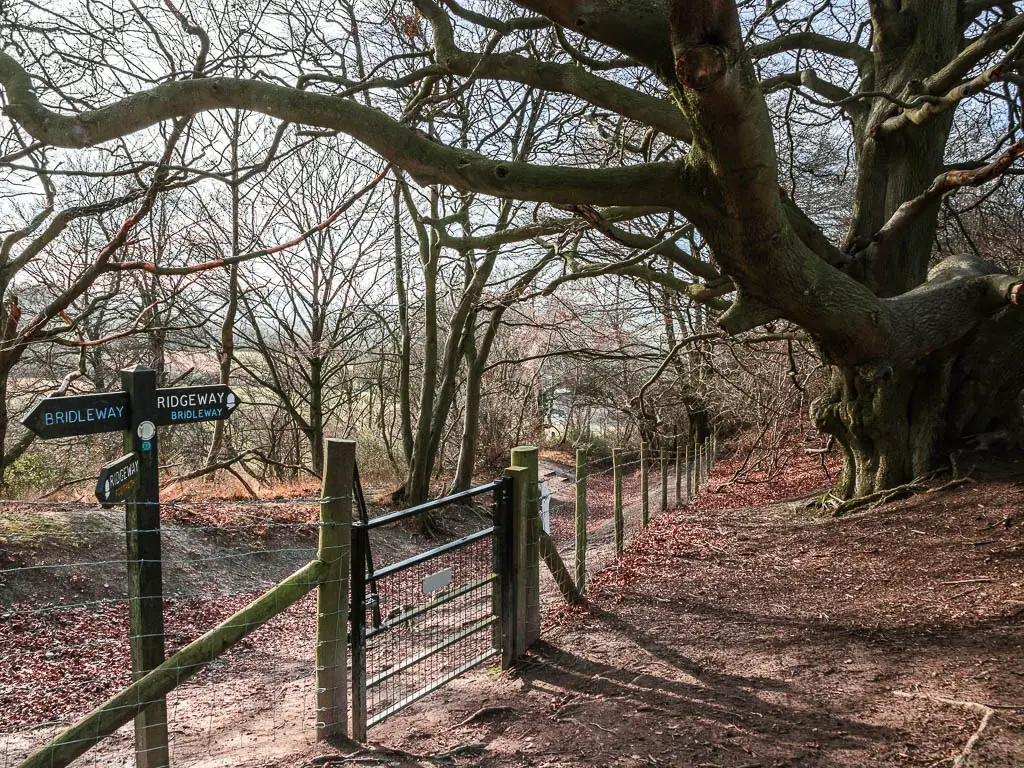 A wooden and barbed wire fence, with a Ridgeway signpost and trail on the other side on the walk towards Whiteleaf Hill from Wendover.