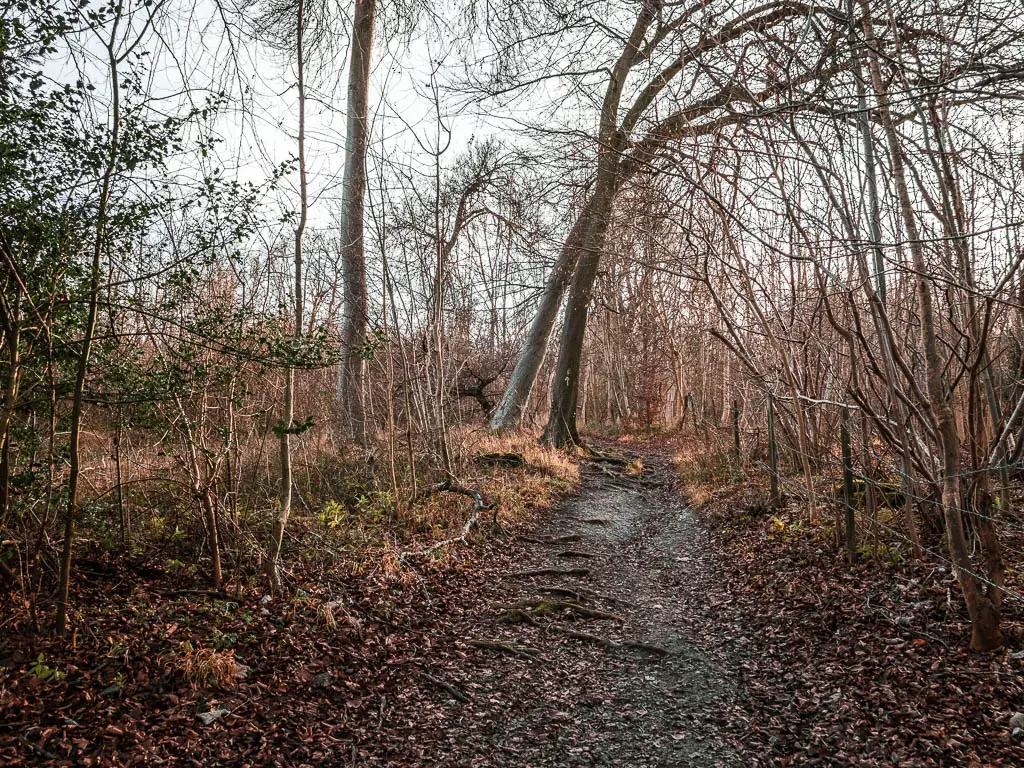 A dirt trail leading up through the woods towards Whiteleaf Hill on the walk from Wendover and Coombe hill and Beacon Hill. 