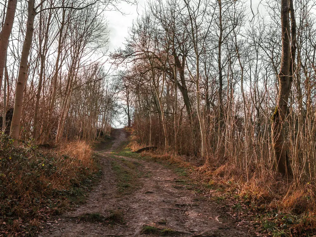 A dirt trail leading steeply uphill through the woods towards an opening at the end to Whiteleaf hill on the circular walk from Wendover.