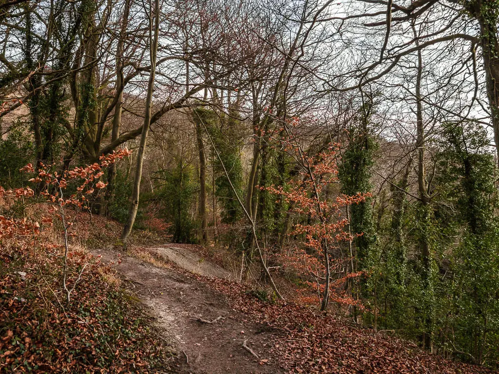 A dirt trail through the trees on the side of the hill on there walk from Whiteleaf to Brush Hill.