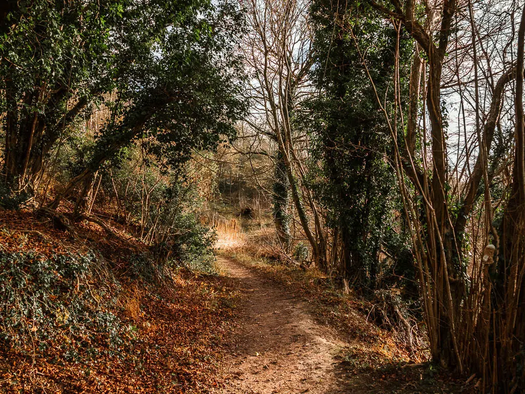 A trail leading through the trees on the walk up Brush Hill from Whiteleaf Hill. 