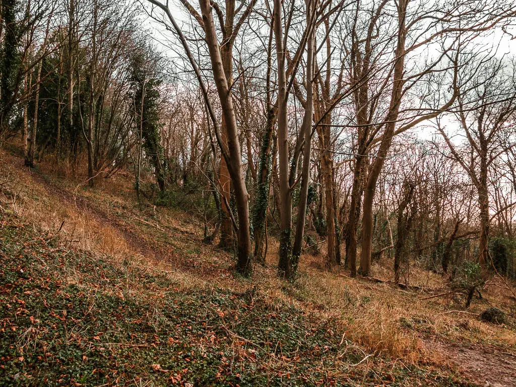 Trees on a steep hill to the left.