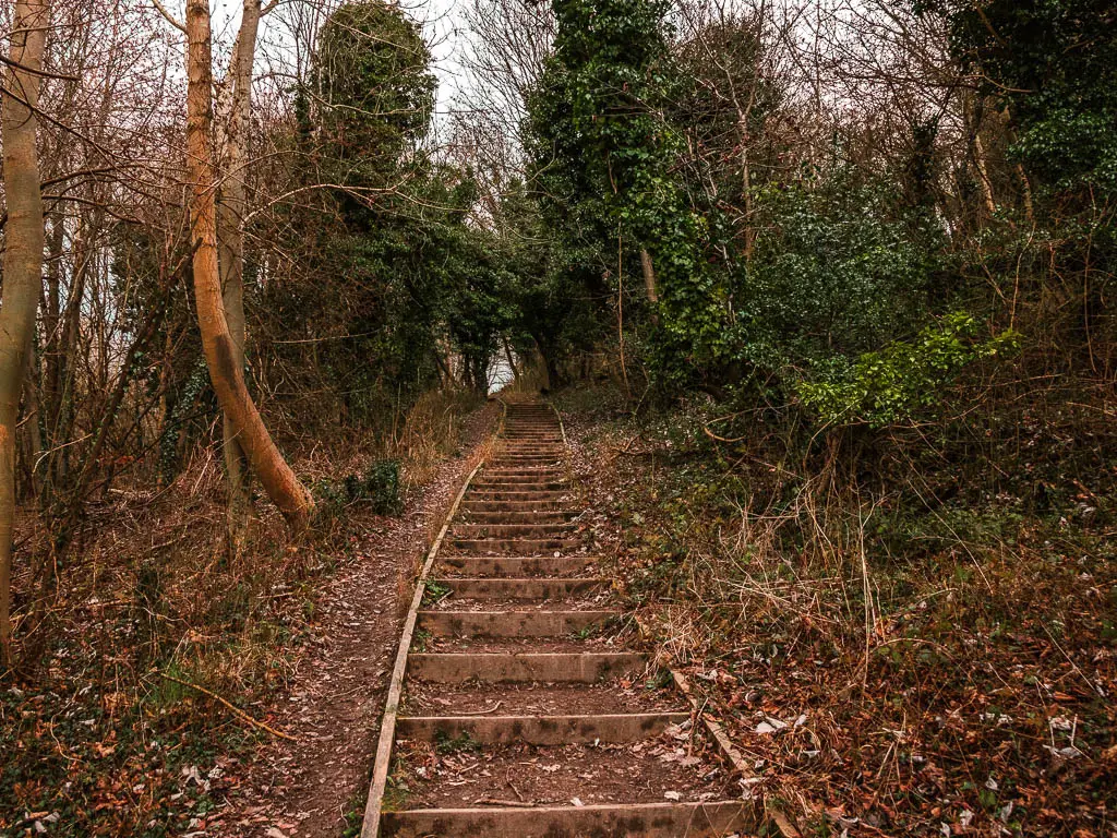 Steps leading uphill to Brush Hill on the circular walk from Wendover.  The steps are surrounded by trees and bushes. 