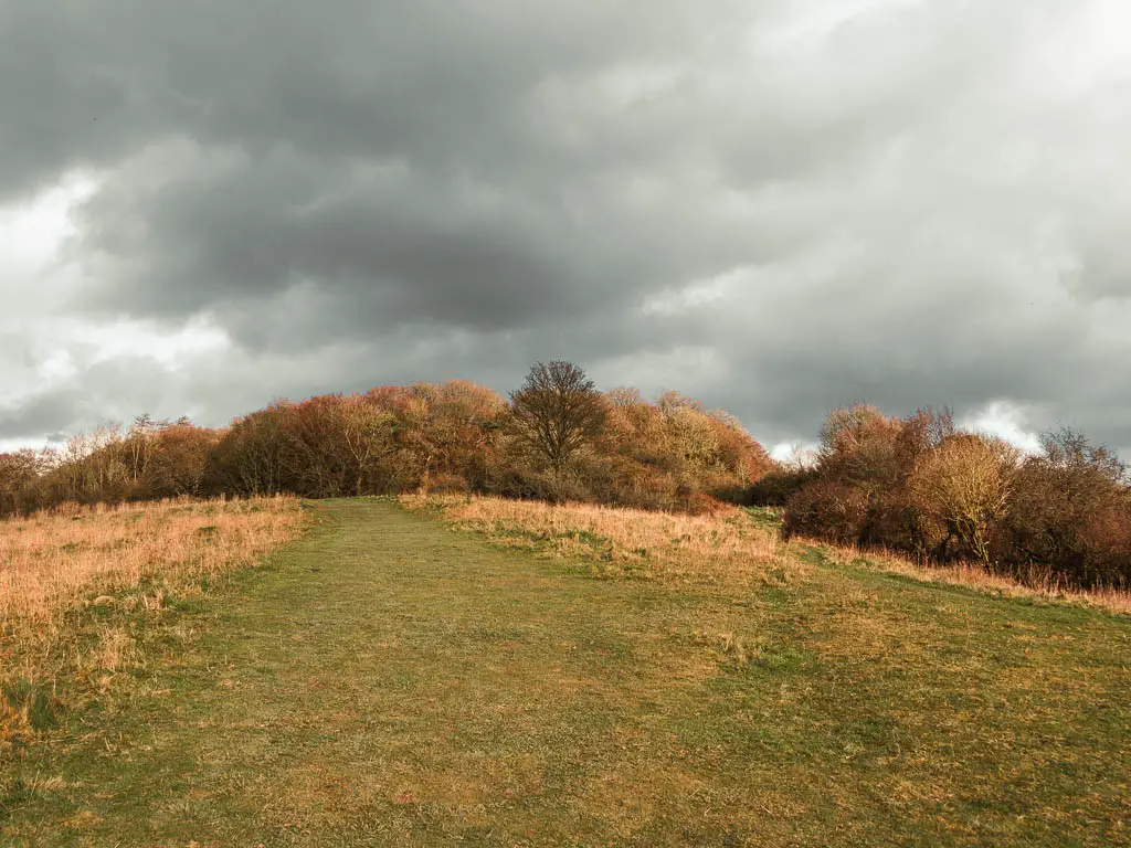 A wide grass trail leading up Brush hill in Whiteleaf. There is woodland at the top of the hill. The sky is grey. 