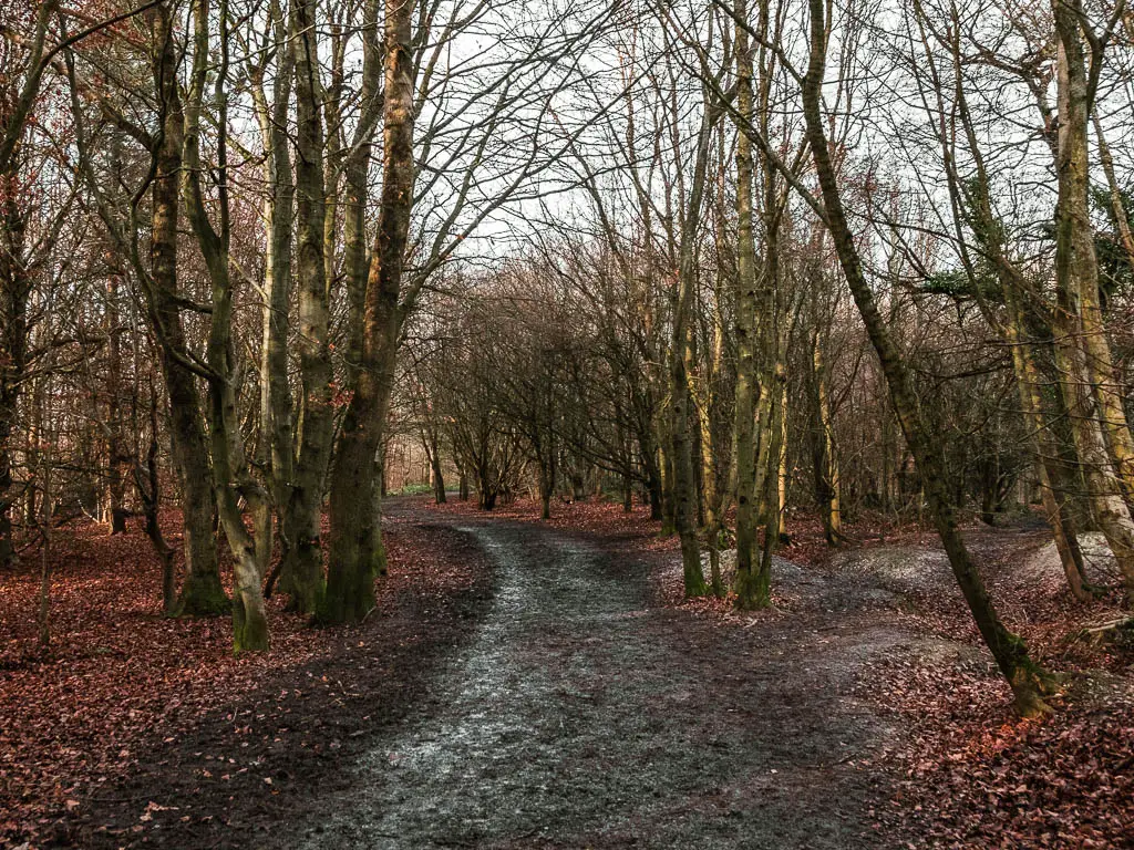 A dirt trail through the leafless woodland trees. 