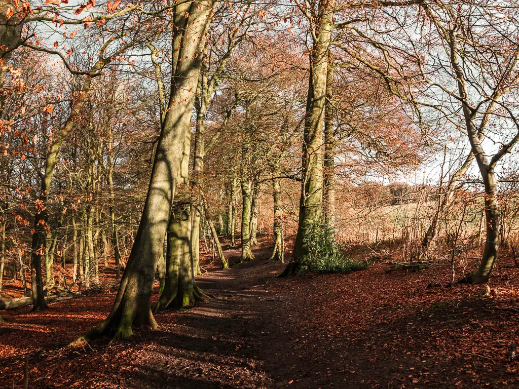 A dirt path leading through the woodland on the walk back to Wendover. 