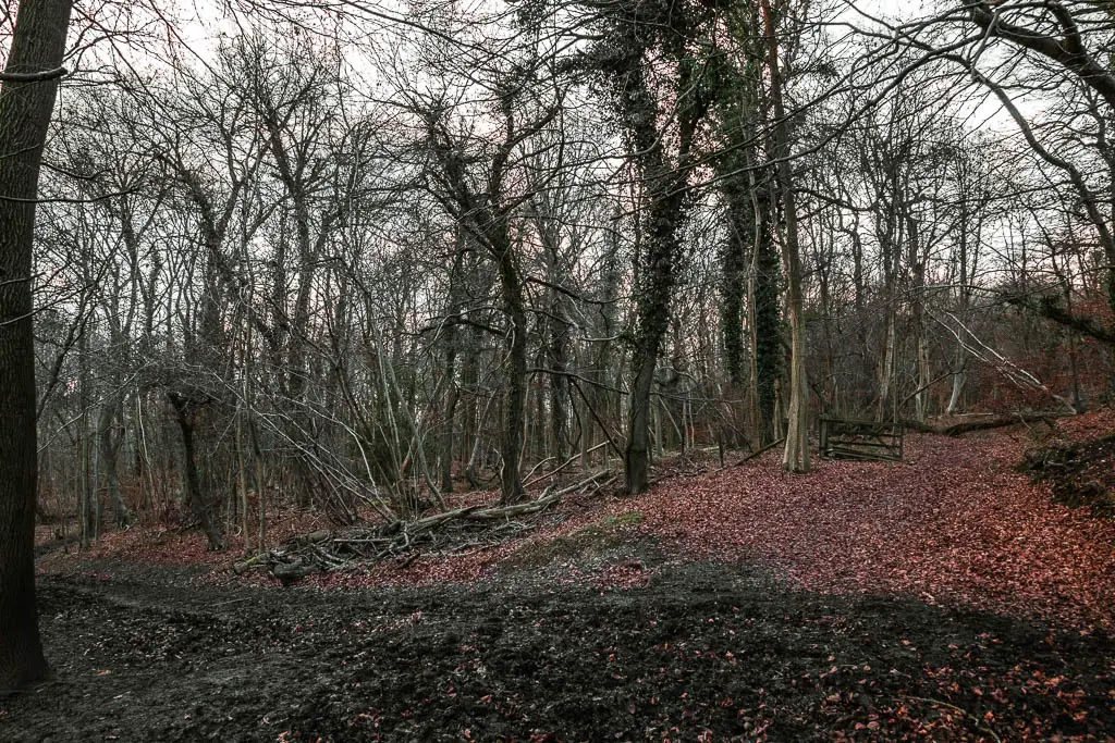 A muddy trail turning left under the dark woodland with leafless branches.