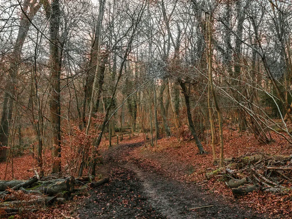 A muddy path leading downhill through the woods. The tree branches are leafless, with the fallen orange leaves on the ground. 