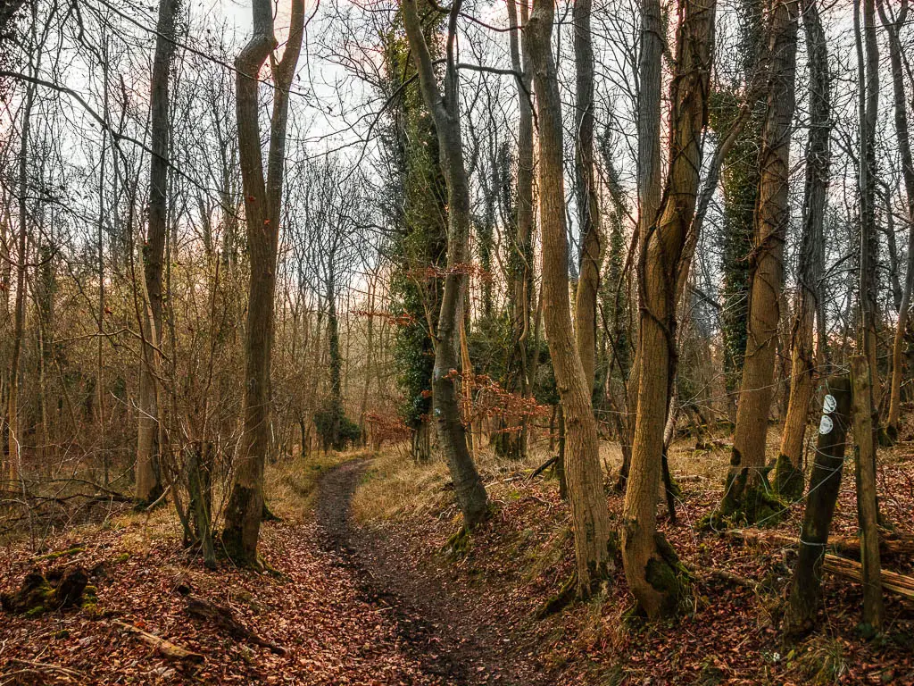 A very narrow dirt trail curving through the trees with tall, thin trunks. 