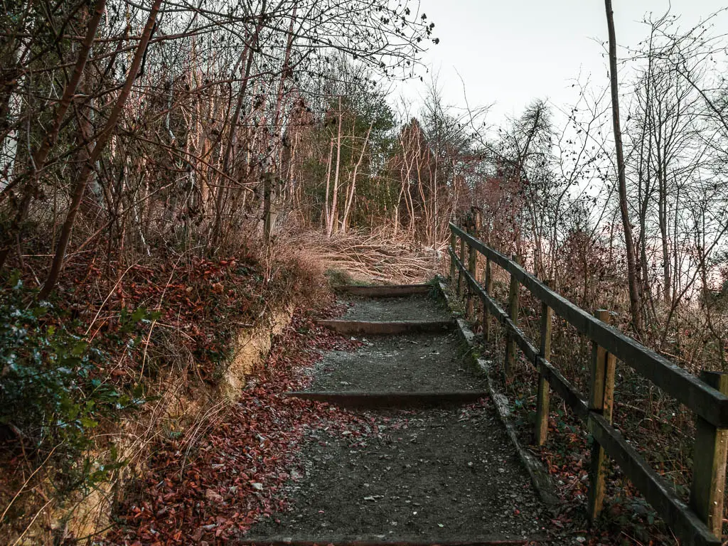 Steps leading uphill to the straggly trees.