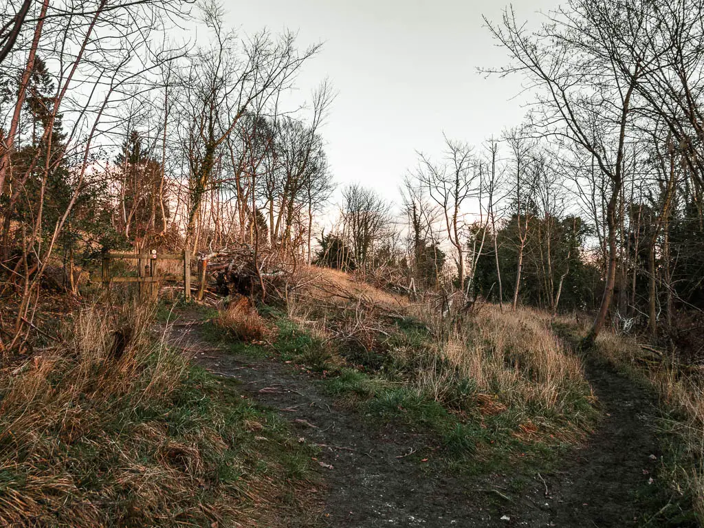 A dirt path as it splits in two on the side of a hill.