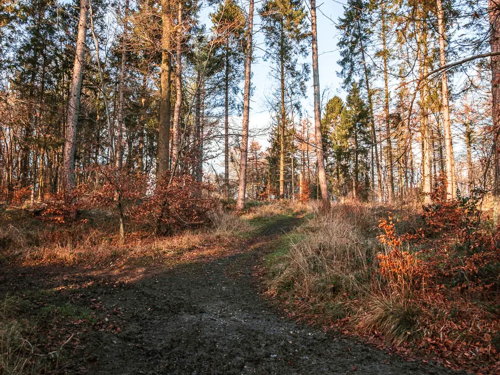 A dirt path leading uphill through the trees with tall tree trunks on the walk back to Wendover.