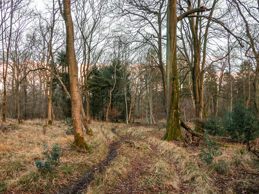 Narrow trails sealing through the woodland. 