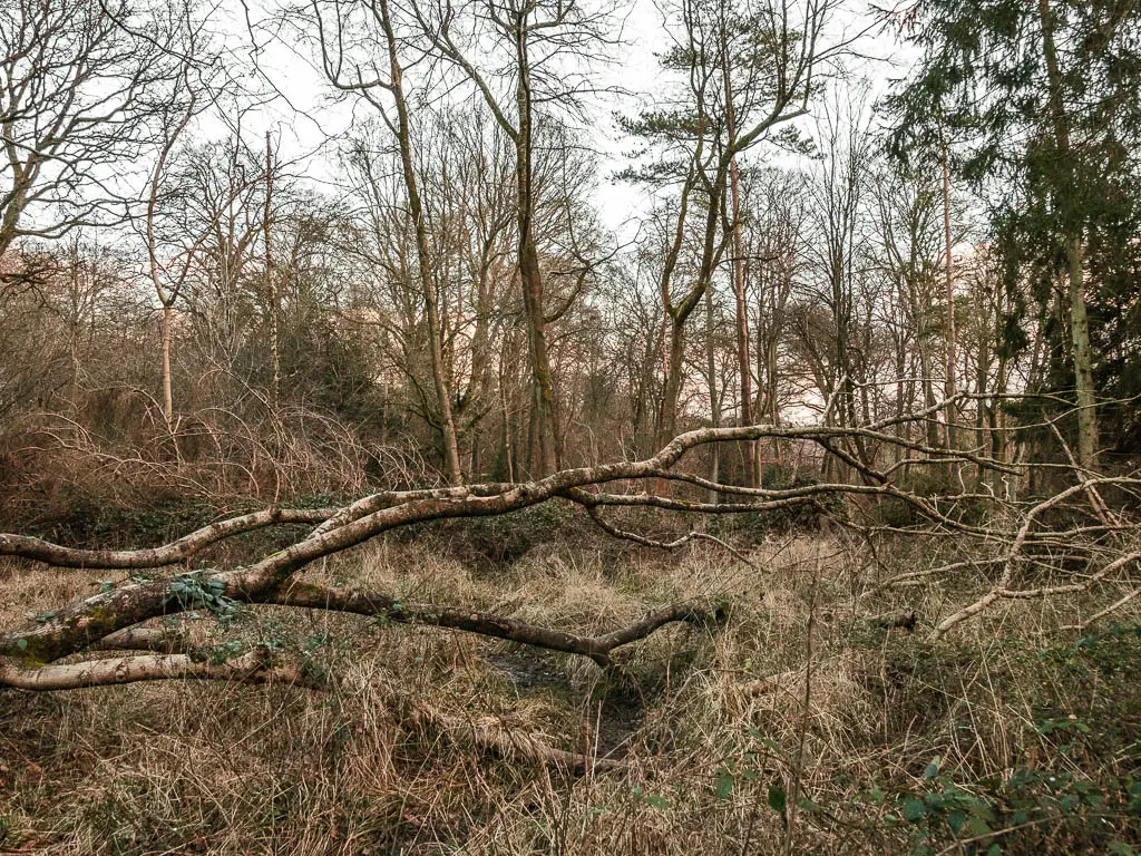 A fallen tree across the walking trail in the Chilterns