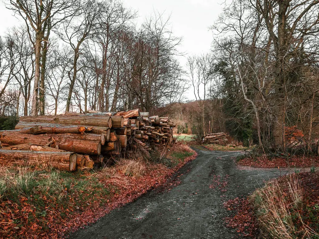 A black path, with stacked logs on the left.