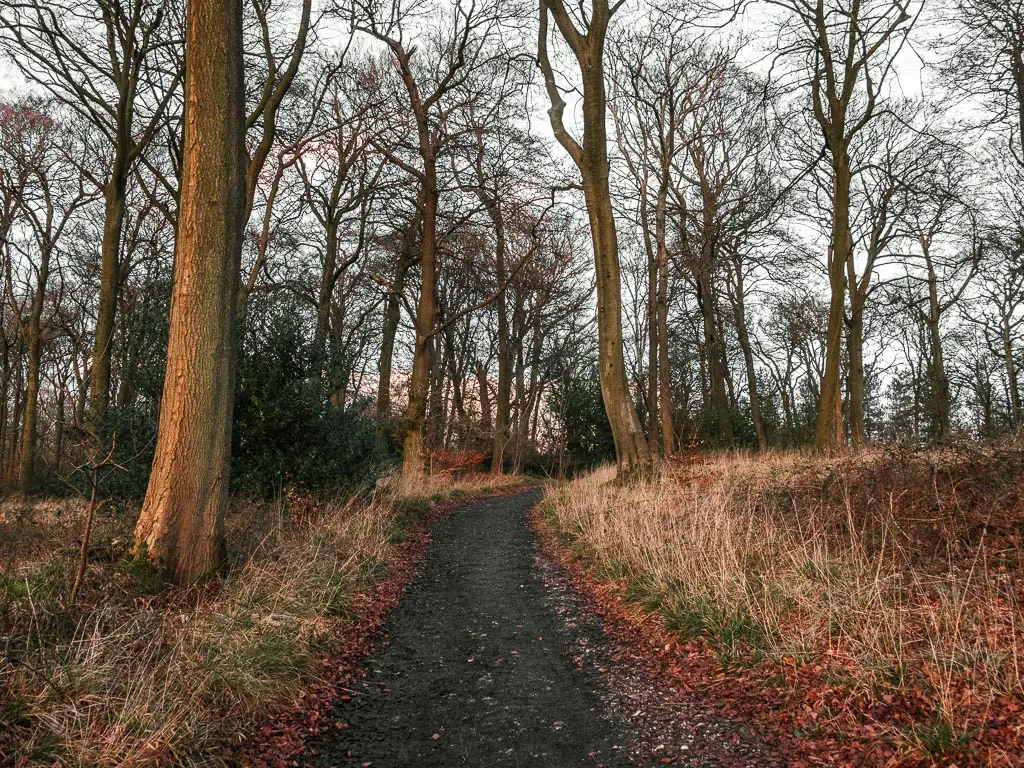 A neat dirt trail lined with tall grass and woodland trees on the walk back to Wendover. 