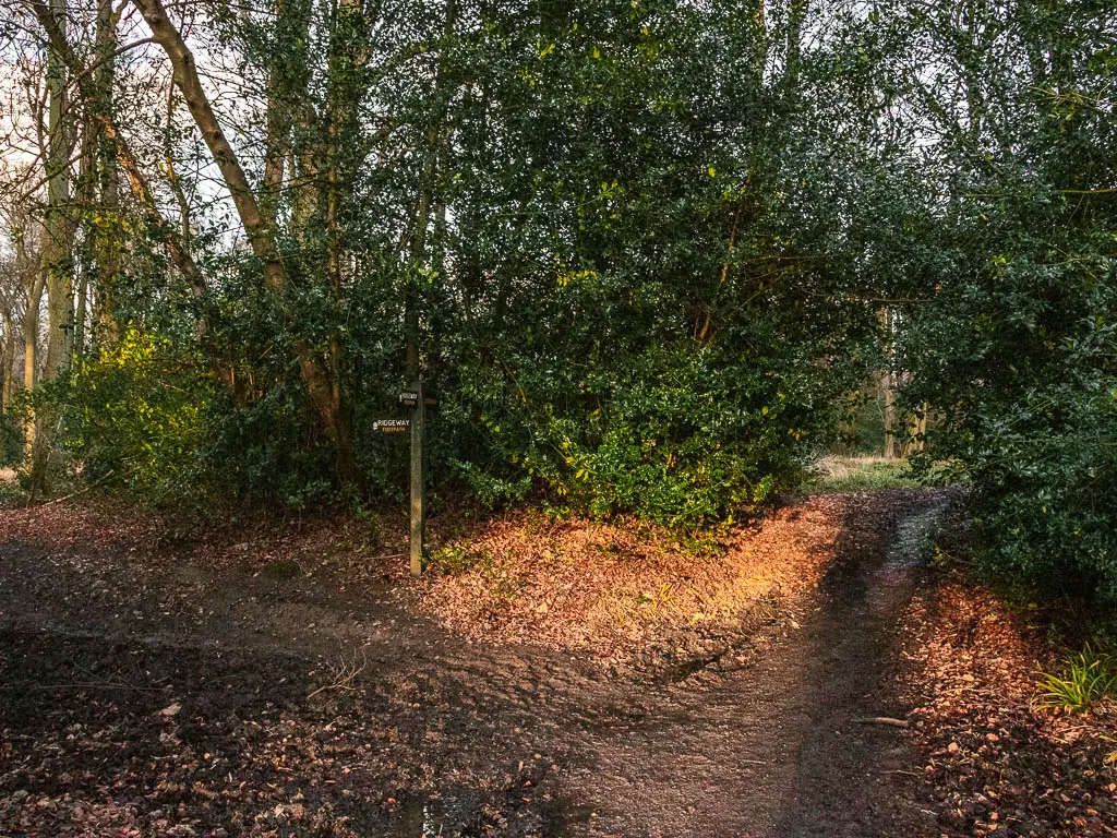 A dirt trail as it splits in two. The right trail goes through the bushes. 