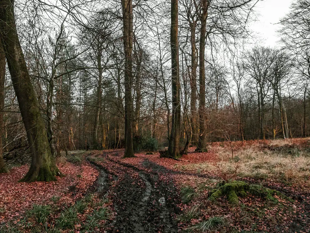 A winding muddy, dirt trail surrounded by some grass, fallen orange leaves and trees. 