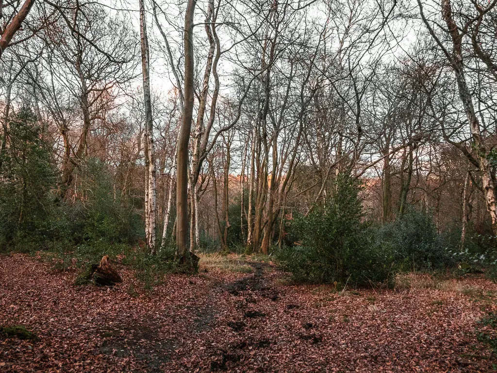 A trail almost hidden by fallen orange leaves and surrounded by a few trees and bushes.  