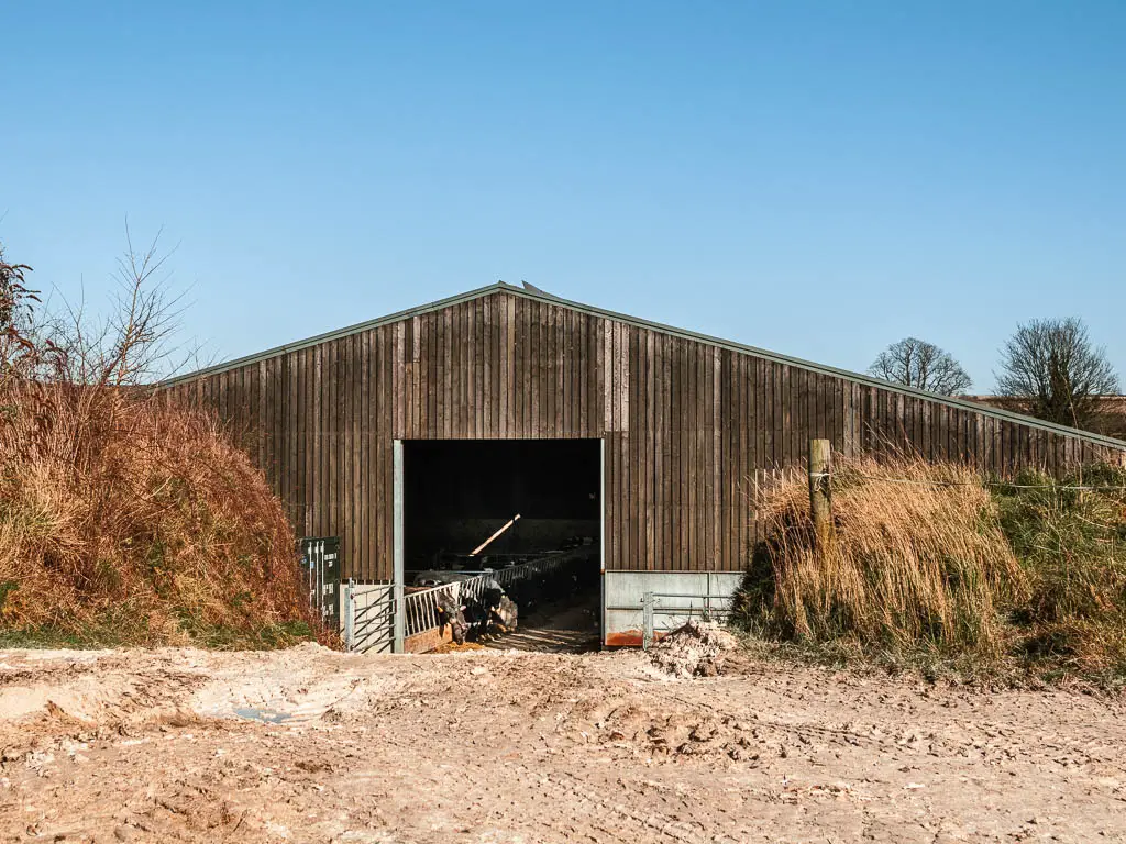 An A-frame cow barn with some cows inside.