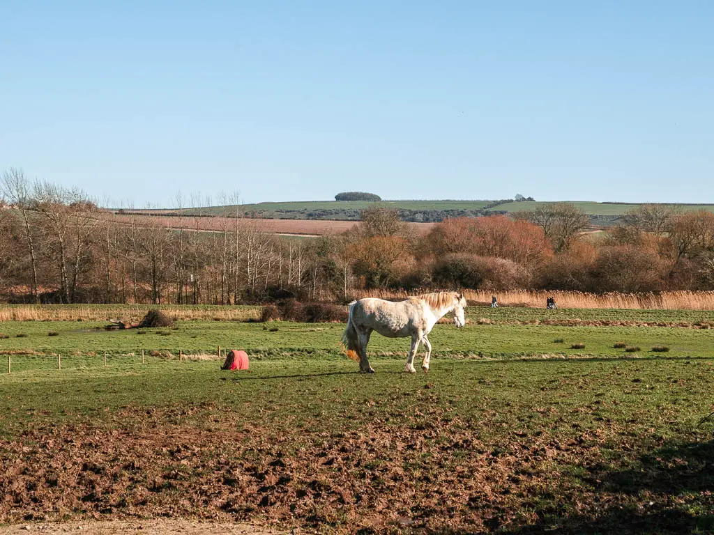 A white horse in a field on the walk to Arundel from Amberley.