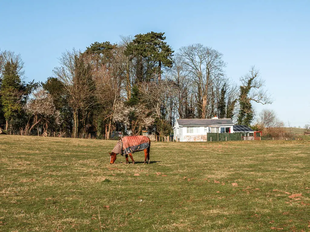 A horse in a field on the Amberley to Arundel walk.